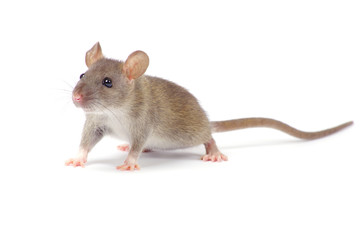 rat