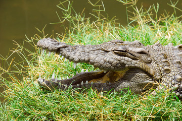  Alligator