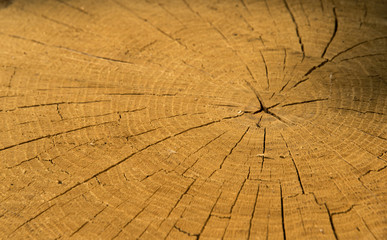 Wood texture of cutted tree trunk.