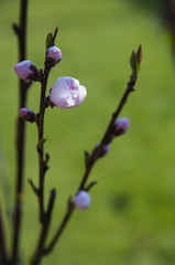 Peach blossom. Tree branch with peach buds and flowers on green background