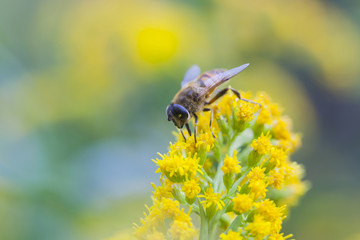 fly mimics bee on yellow flower