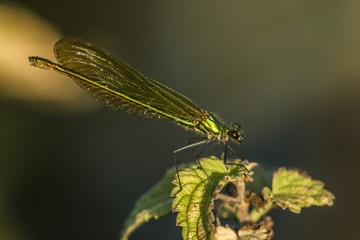 Gebänderte Prachtlibelle (Calopteryx splendens)
