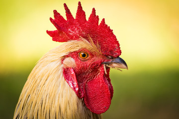 Rooster closeup