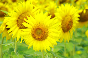  sunflowers