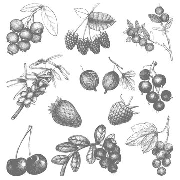 Vintage fruit and berry illustration