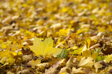 autumn leafs
