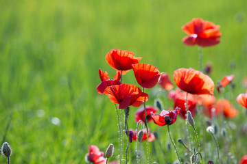 red poppy