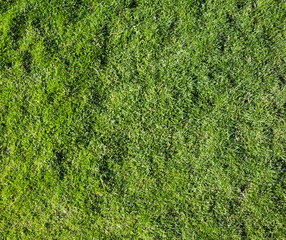 grass texture