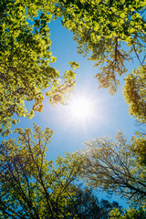 Obraz premium Sunny Canopy Of Tall Trees. Sunlight In Deciduous Forest, Summer