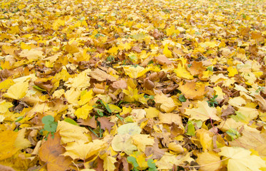 autumn leaves background