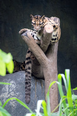 clouded leopard lying on the branch