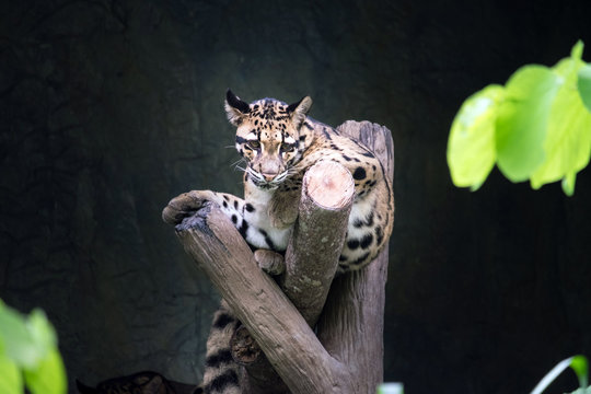 clouded leopard lying on the branch