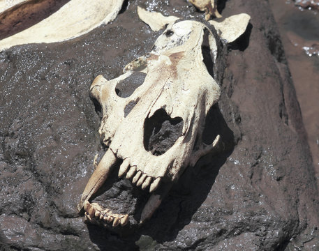 A Smilodon Skull Exposed In A Tar Pit