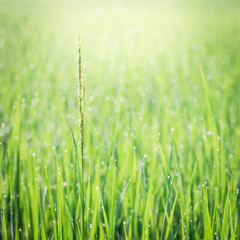 Obraz premium Close up of fresh thick grass with water drops 