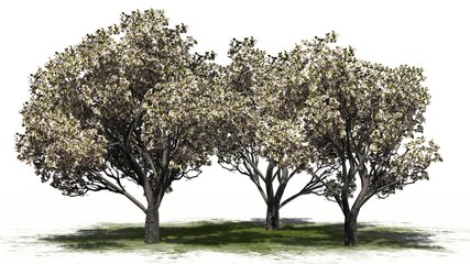Fototapeta premium red delicious apple trees spring - separated on white background
