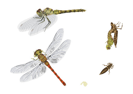Life cycle of dragonfly