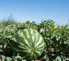 green melons on beds