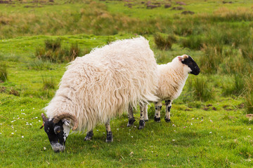 Sheep and lambs in the grasslands, Scotland - 89068539