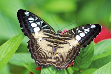Parthenos sylvia, clipper butterfly, dorsal view
