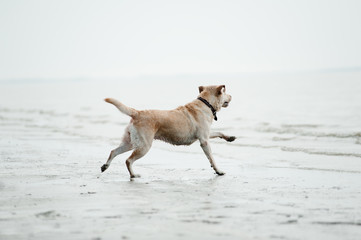 labrador dog runs to the water