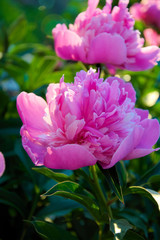 Obraz premium Pink peony flowers