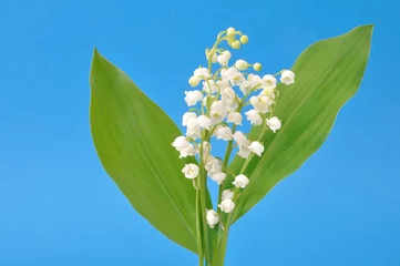 Peel and stick wall murals Lily of the valley lily of the valley