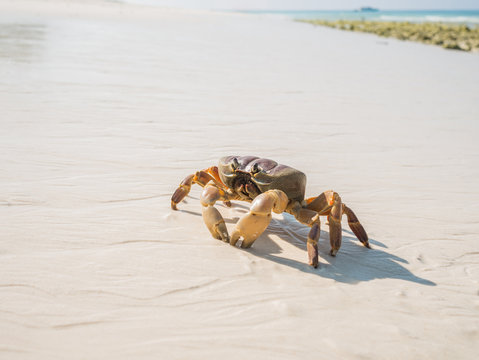 A Hairy Leg Mountain Crab walking on a beach
