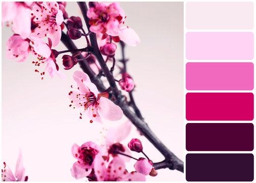 Beautiful flowering branch and palette of colors