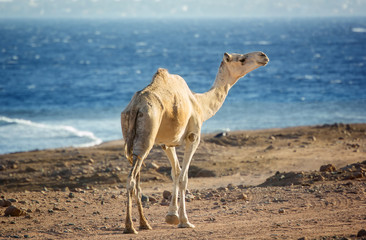 Camel