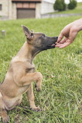 Belgian Malinois puppy. Little dog in the grass