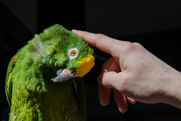 Fototapeta premium Un perroquet qui aime les caresses sur la tête