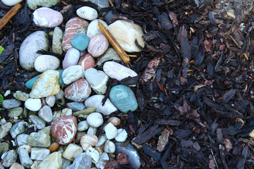colored stones on the bark