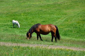 Naklejka na ściany i meble Brown and white horse grazing