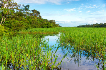 Jungles Grasses in the Amazon