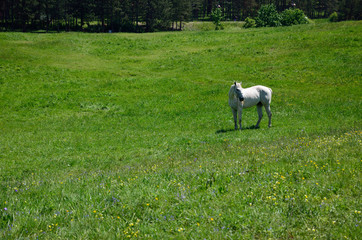 White horse on spring meadow