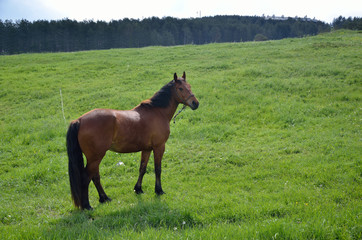 Brown horse on green field