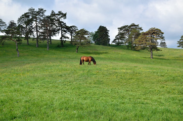 Fototapeta na wymiar Lonesome horse