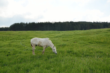 Fototapeta premium White horse on green field