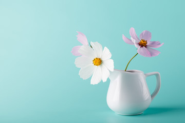 Cosmos flower шт milk jug on aqua color background
