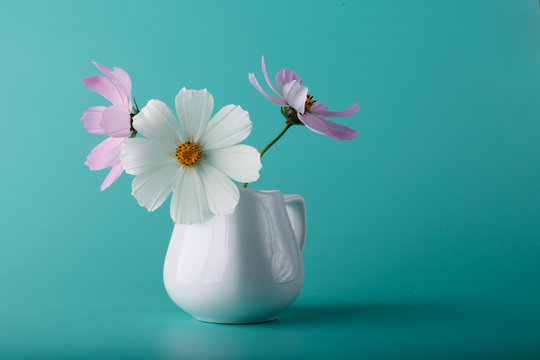 Fototapeta Cosmos flower шт milk jug on aqua color background