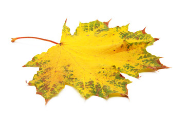 Fototapeta premium autumn maple leaf isolated on white background