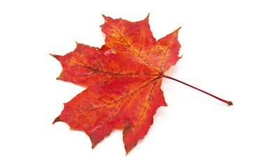 autumn maple leaf isolated on white background