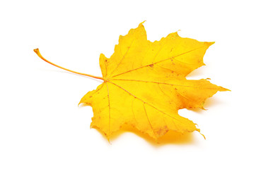 autumn maple leaf isolated on white background