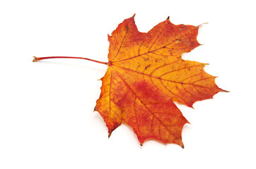 autumn maple leaf isolated on white background