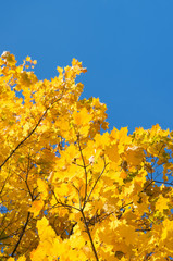 Fototapeta premium Autumn leaves with the blue sky background