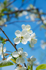 Cherry blossoms against a blue sky