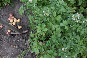 Kartoffeln