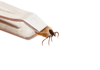 Ticks, isolated on a white background