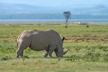 Fototapeta premium White rhino