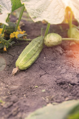 Obraz premium Gurken ernten